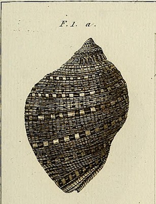 Das typische Gehäuse der als Pelagiae bekannten Purpurschnecken Thais haemastoma und Murex trunculus. Quelle : Jean Guillaume Bruguière : Encyclopédie méthodique de histoire naturelle, Tableau encyclopédique et méthodique, Tome 3 : Vers, coquilles, mollusques et polypiers, Paris 1827, Planche 397, Fig. 1 a u. 1 b, Purpura. In public domain.